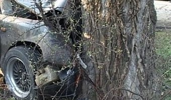 В Сланцевском районе иномарка врезалась в дерево: есть пострадавшие