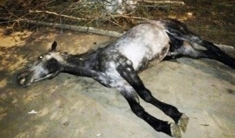 В Саратове автомобиль сбил лошадь с двумя наездницами