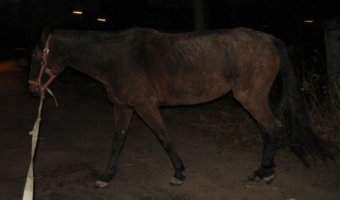 В Нижегородской области в ДТП с лошадью погибли три молодых человека