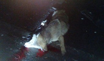 В ДТП с волком на трассе «Кола» погибли два человека
