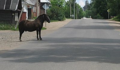 Два человека погибли в ДТП с лошадью в Ингушетии
