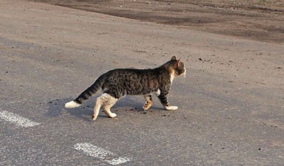 Кошка спровоцировала ДТП с пострадавшим в Крыму