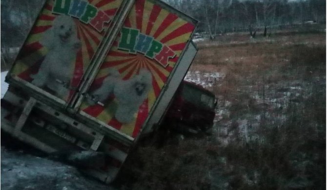 Цирковые животные погибли в ДТП под Челябинском (2)