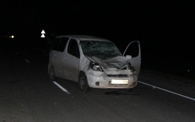 В ДТП с коровой в Новосибирской области погибла пассажирка иномарки