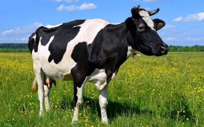 В ДТП с коровой в Волгоградской области пострадали три человека