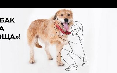 ПОРА ДОМОЙ:  АСЦ, официальный дилер ŠKODA, поможет собакам из приюта «Дубовая Роща» найти семью!