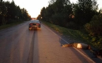 В Тверской области насмерть сбили мужчину