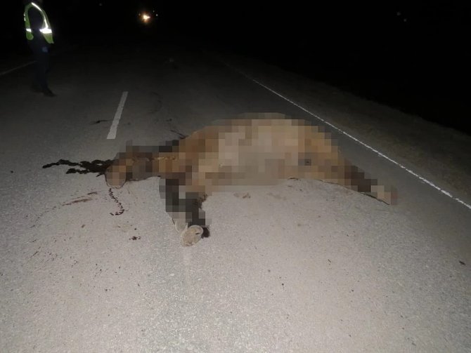 В ДТП с лошадью в Башкирии погиб мужчина (2)